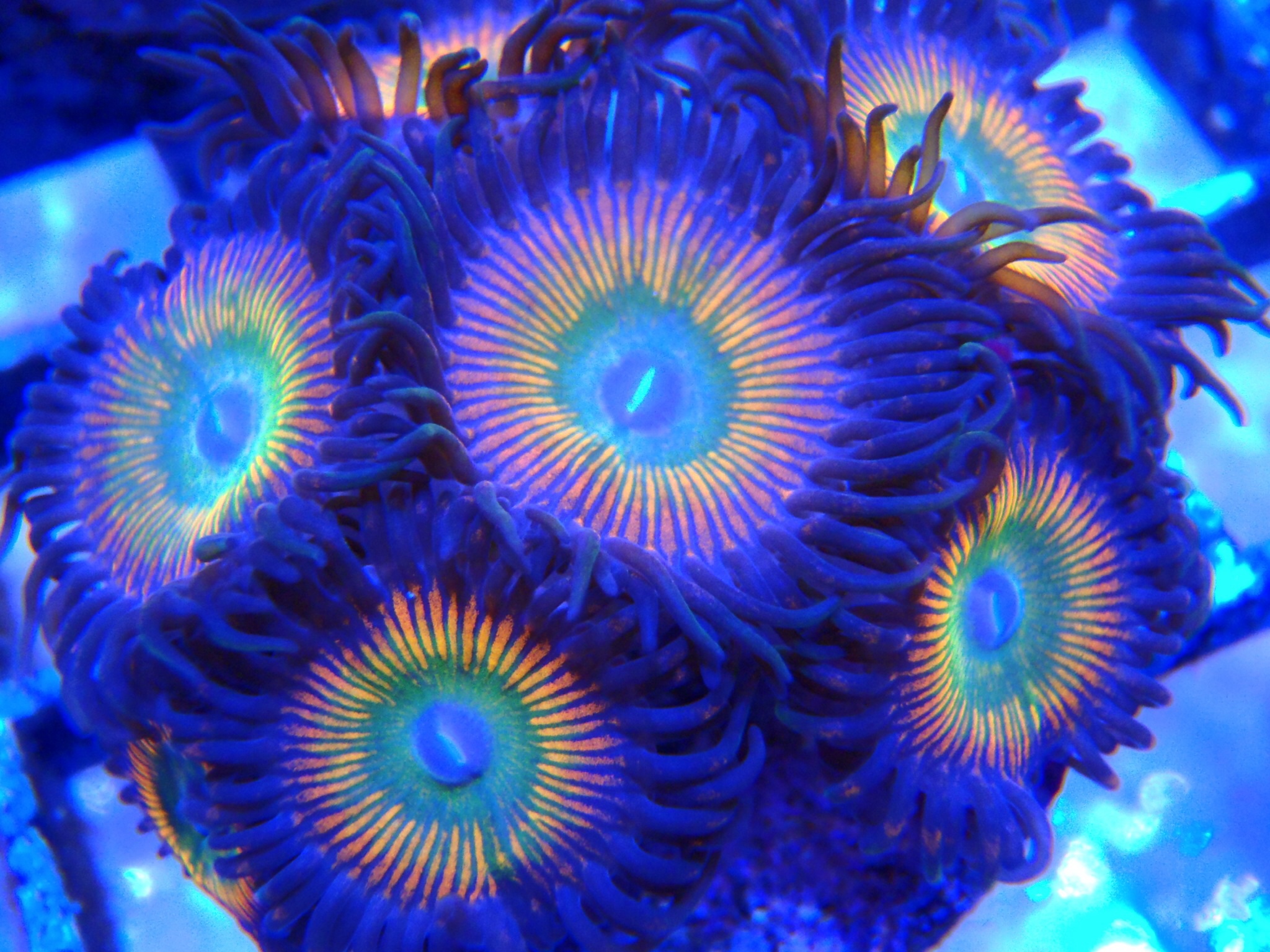Zoabrary is a Zoanthid Library to help Identify Zoanthids and Palythoas.