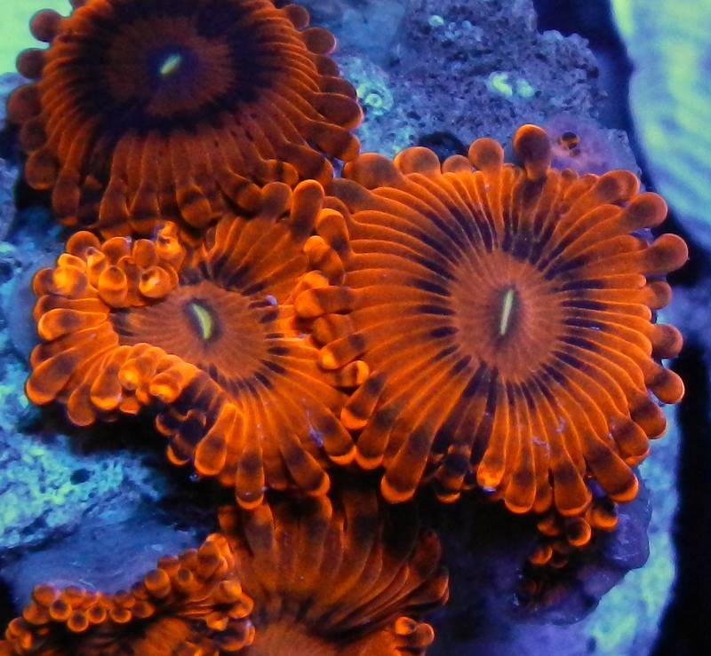 Zoabrary is a Zoanthid Library to help Identify Zoanthids and Palythoas.