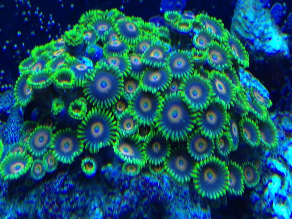 Chris Sandy has added 131 zoas to the Zoabrary. 